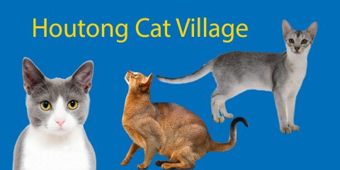 LTL's Guide to Houtong Cat Village Thumbnail