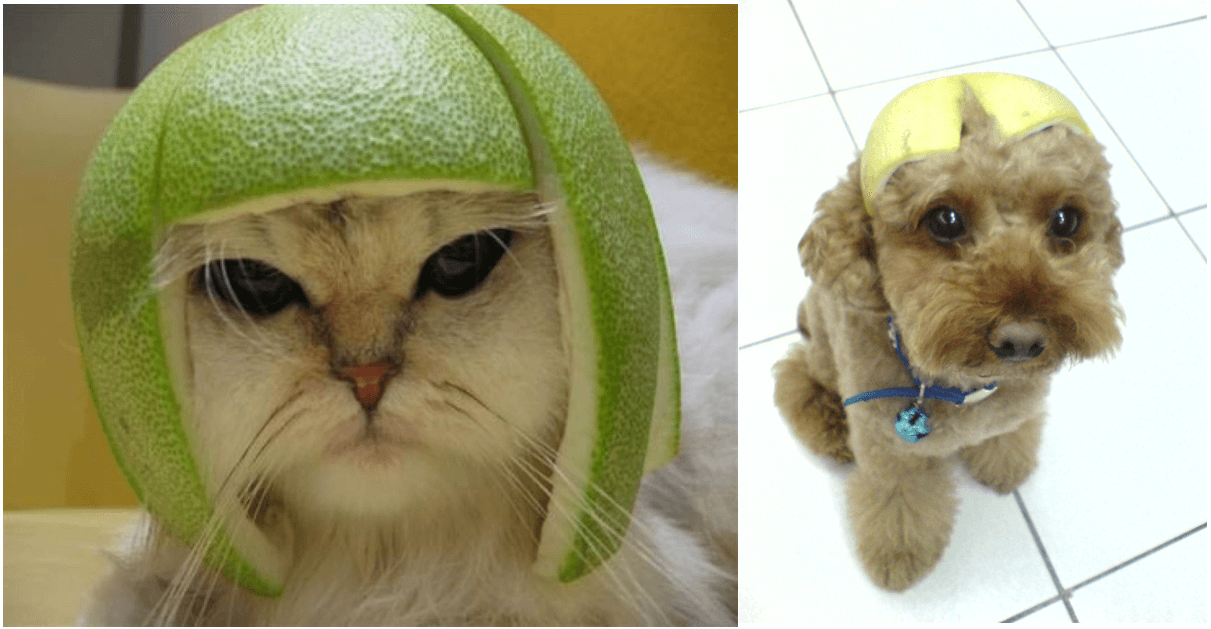 The hat made of pomelo peel is not only for kids but also for....those pets absolutely!